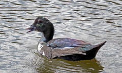 A Quacker