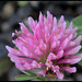 Trifolium pratense (2)