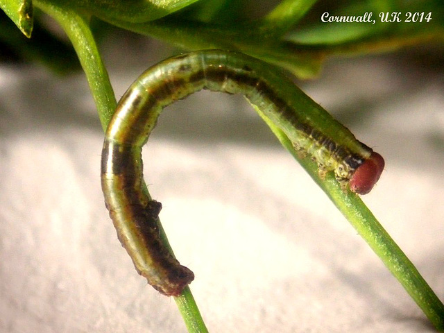 1965a Pseudocoremia suavis (Common Forest Looper) Larva