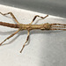 IMG 4332Stickinsect