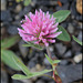 Trifolium pratense (3)