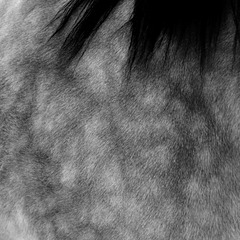 Equine polka dots