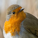 Robin close up (1)