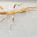 IMG 4336Stickinsects
