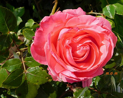 Une rose pour vous remercier de vos bons voeux***********