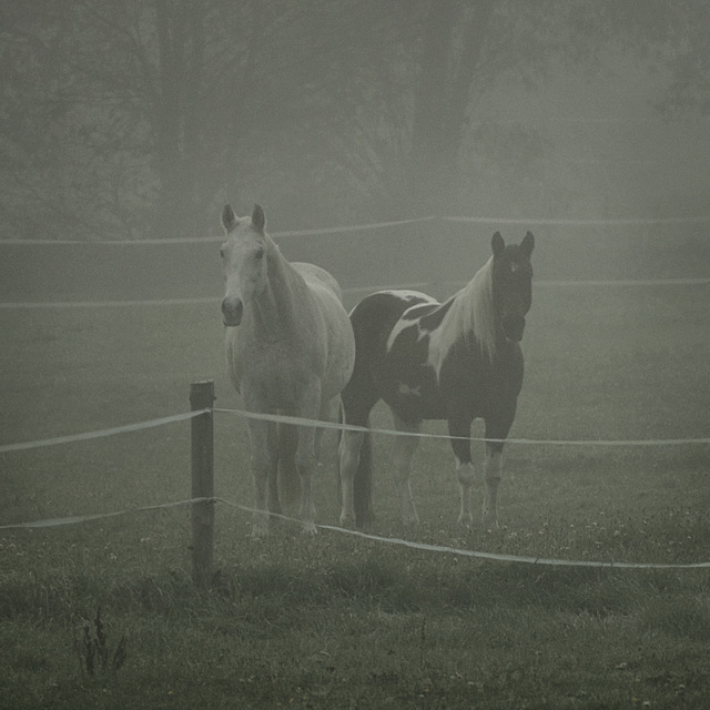 Horse Fog Fence
