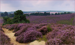August is the most beautiful Month for flowering Heath in the Netherlands...