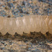 Beetle larva IMG_2649