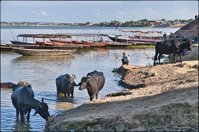 Balade sur les rives du Gange