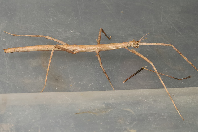 IMG 4463Stickinsect