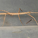 IMG 4463Stickinsect