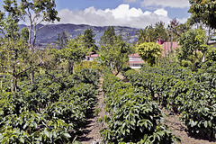Coffee Plantation – Doka Estate, San Luis de Sabanilla, Alajuela Province, Costa Rica