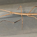 IMG 4471Stickinsect