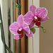 IMG 4474Orchid