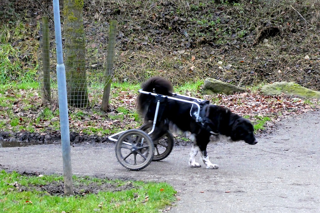 Disabled dog...