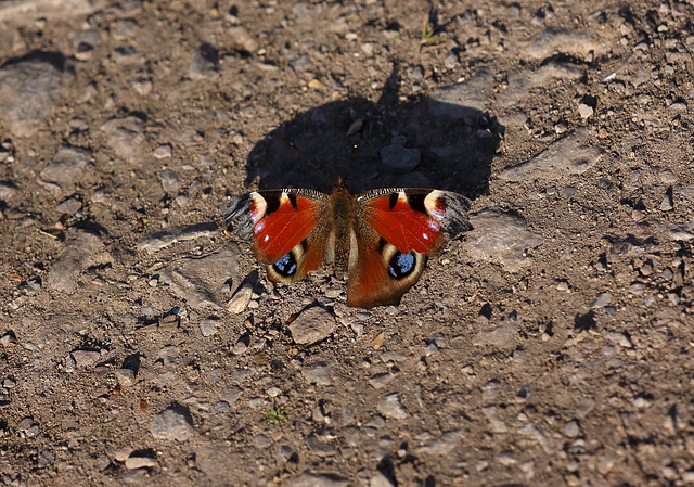 Peacock (Aglais Io) butterfly