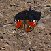 Peacock (Aglais Io) butterfly