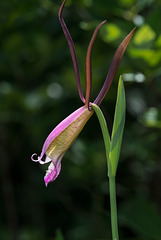 Cleistesiopsis divaricata (Large Rosebud orchid)