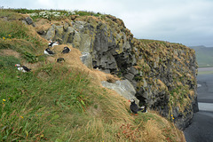 Iceland, Puffins on the Eastern Cliffs of Dyrhólaey Cape