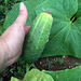 First cucumber in the garden