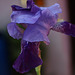 mes premiers iris fleuri