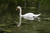 Sweden, Stockholm, The Swan in the Pond of the Park of Drottningholm