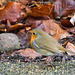 Robin with leaves..searching for food.