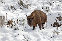 European bison/ Wisent - 2 PIP