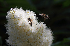 Die Bienen und die Blüten (Wilhelma)