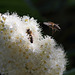 Die Bienen und die Blüten (Wilhelma)