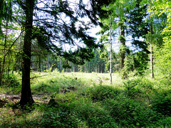 DE - Weilerswist - Waldspaziergang