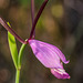Cleistesiopsis divaricata (Large Rosebud orchid)