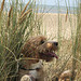 Tilly At Aberdovey
