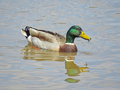 Mallard Duck - Male