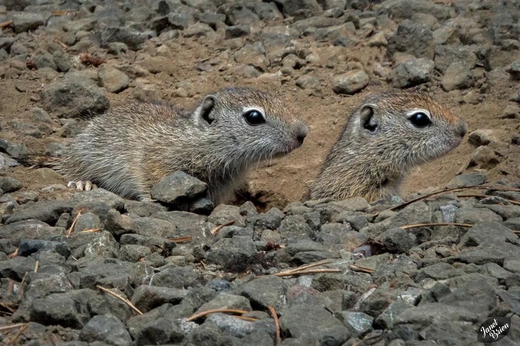 Adorable Belding's Ground Squirrel Kits at Diamond Lake