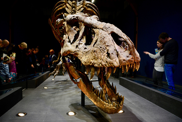 Naturalis 2016 – T-rex