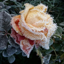 Frosty rose.
