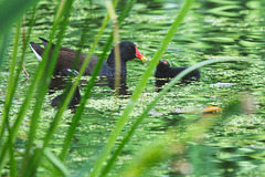 The Pond Moorhen and chicks