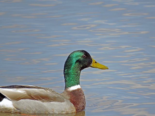 Mallard Duck - Male