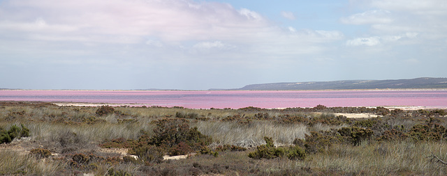 Pink lake panorama