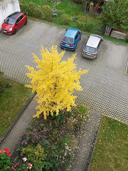 Ginkobaum in Goldener Herbstpracht