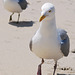 A limp wristed seagull on Texel Island