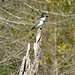 Belted kingfisher (F)