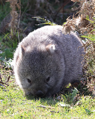 Wombat grazing
