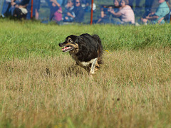 Sheepdog Trials @ the NH Highland Games 2015