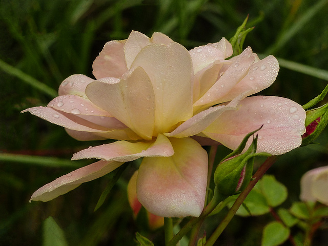 Memorial Rose for Carl Handfield