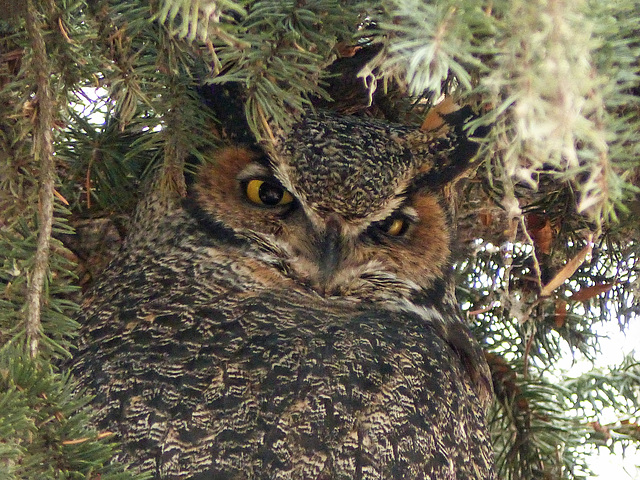 Great Horned Owl - posting just for the record
