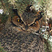 Great Horned Owl - posting just for the record
