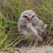 Burrowing Owl in the wild