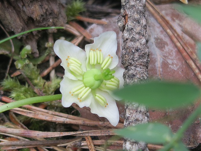 Pyrole à une fleur (Moneses uniflora), vallée de la Clarée (France)